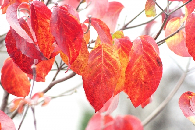 恥ずかしい心を見透かす紅葉のハナミズキ