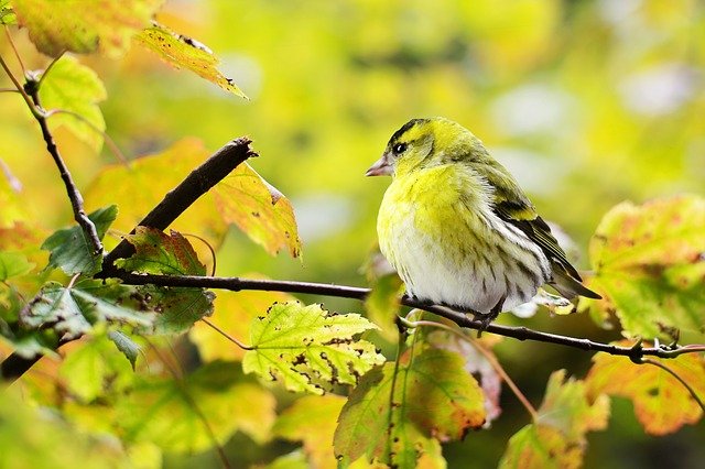 はばたく前の瞳の鳥