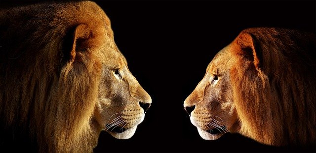お互いを探る２頭のライオン