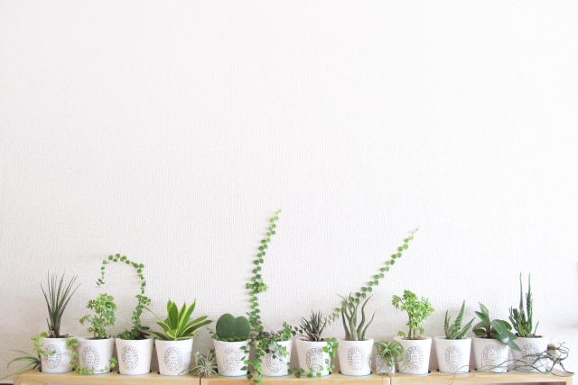 いろんな気持ちの観葉植物