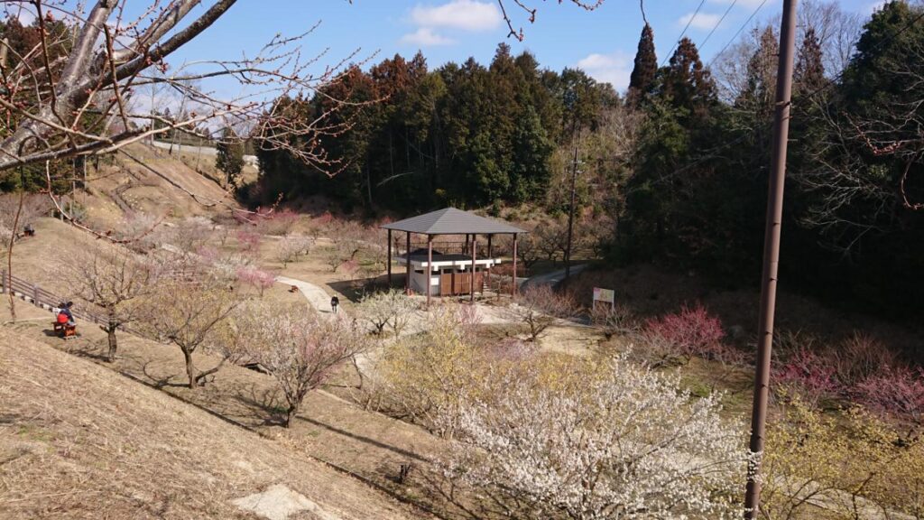 月ヶ瀬（奈良）の梅２