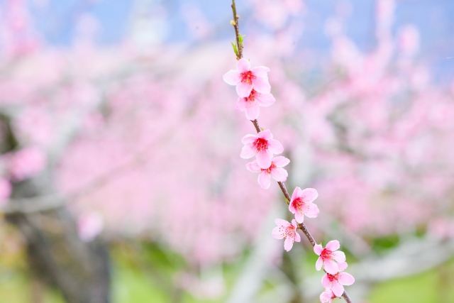 遠い幼い頃の思い出の桃の花