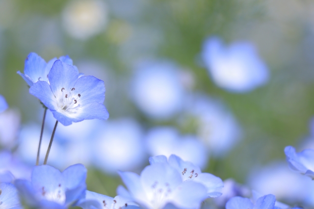 小さな恋の花