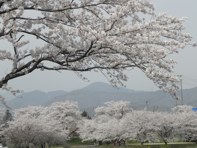 霞がかった花の美しさ