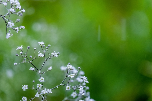 静かな雨の朝のカスミソウ