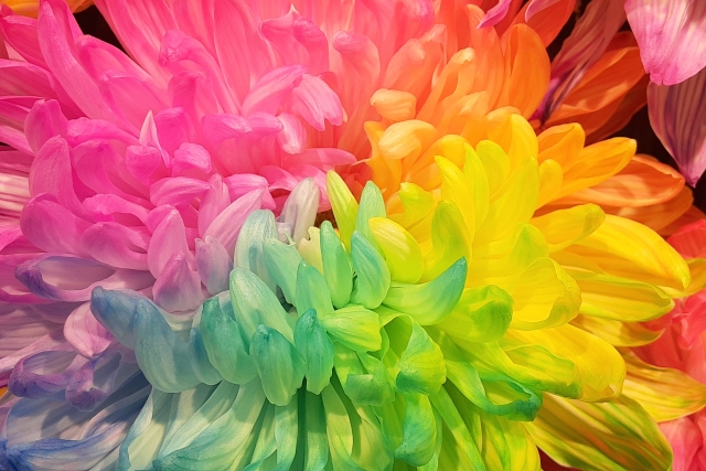 たくさんの色を持つ虹色の菊