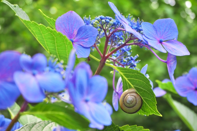 心が曇ることもある梅雨の時期、綺麗な花の下に隠れるカタツムリ