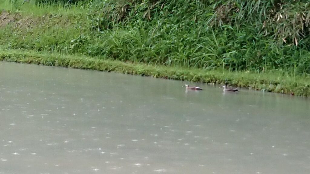 雨の中、田んぼを泳ぐ2羽の鴨