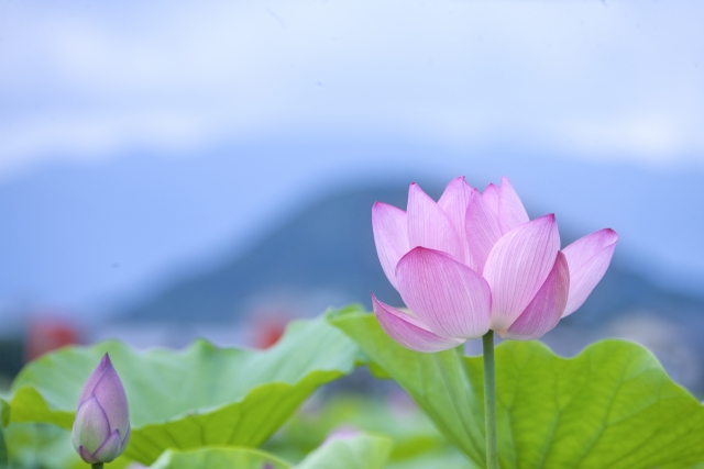 青空に向かって咲く唯一無二の蓮の花