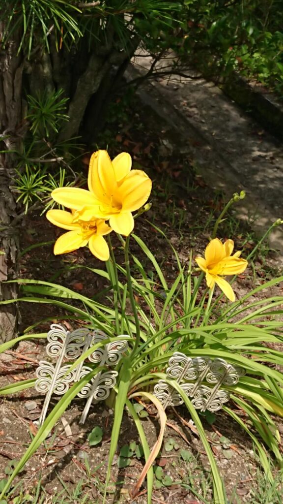 午後の陽ざしに輝く黄色い花