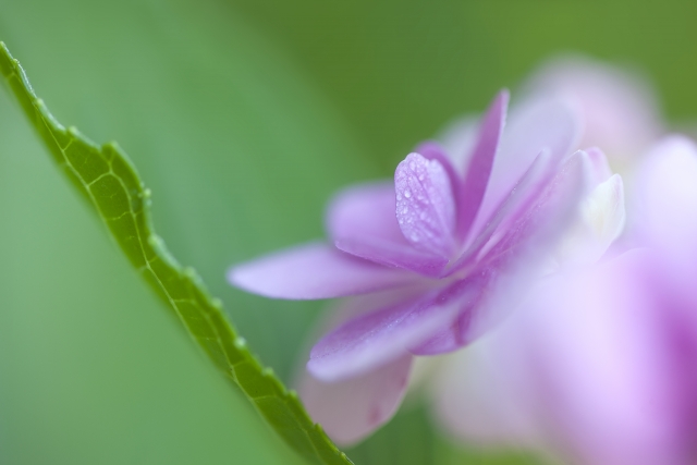 雨の終わりを告げる霞む紫陽花