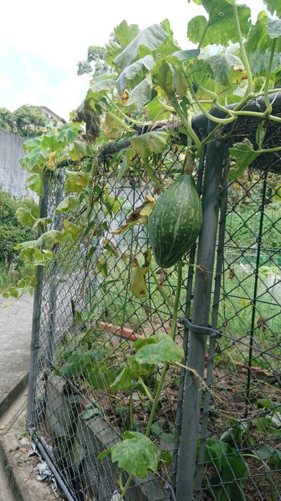 フェンスを越えて成長する野菜