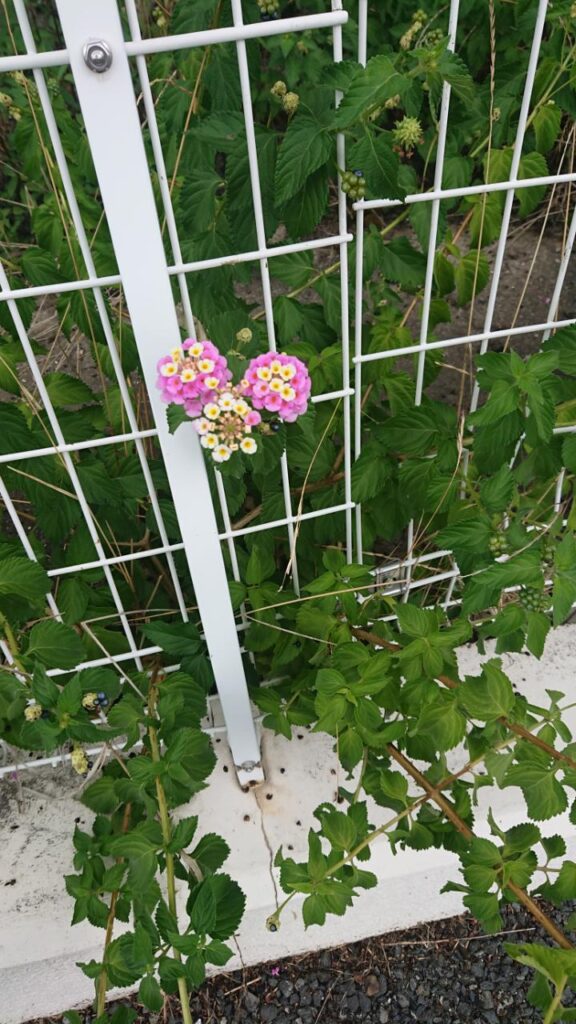 フェンスを越えて顔をのぞかせる可愛い花