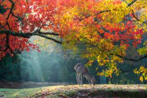優しい暖色と光の中の奈良公園の鹿