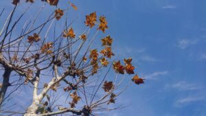 散歩_大きな木の葉と青空