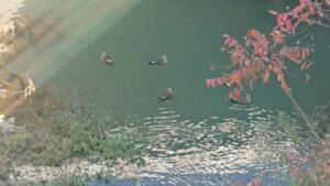 散歩_川を泳ぐ鴨