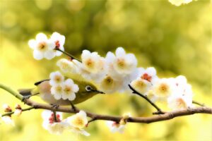 新春を感じる鶯と梅の花