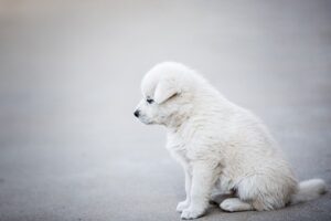 寂しそうな白い子犬