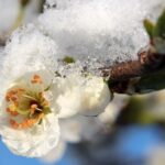 春が近づく雪の下の梅の蕾
