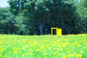コスモス畑の向こうに開かれた黄色い未来の扉