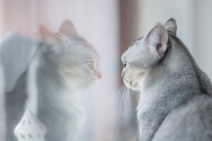 窓に映る自分を見つめるグレーのネコ