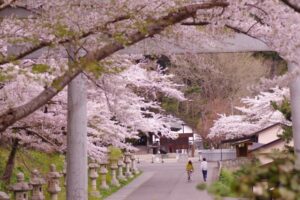 桜満開の神社デート
