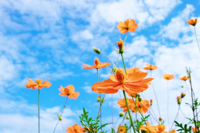 夏から秋へ変わるコスモスの花