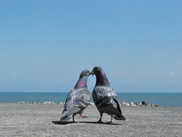 仲直りできたカップルの鳩