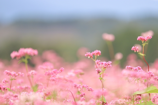 涙でかすむピンク色の蕎麦の花