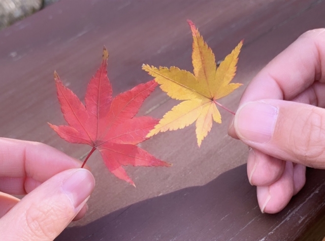 想いを重ねる二人のモミジを持つ手