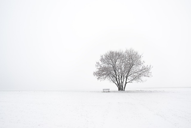 音のない雪の中の木とベンチ