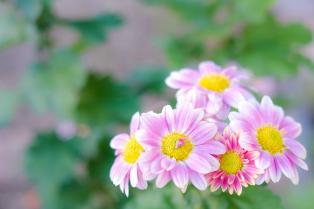 温かい想いを届ける小菊の花