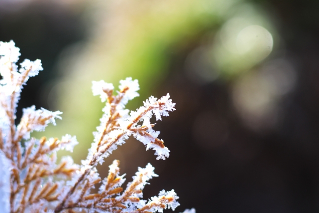 寒くて美しい１日の始まりを告げる朝の霜柱