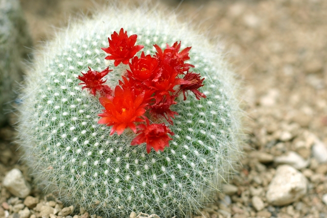 わずかな潤いで咲く希望のサボテンの花