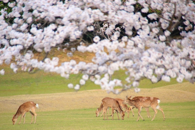 穏やかな春の桜と鹿の奈良公園