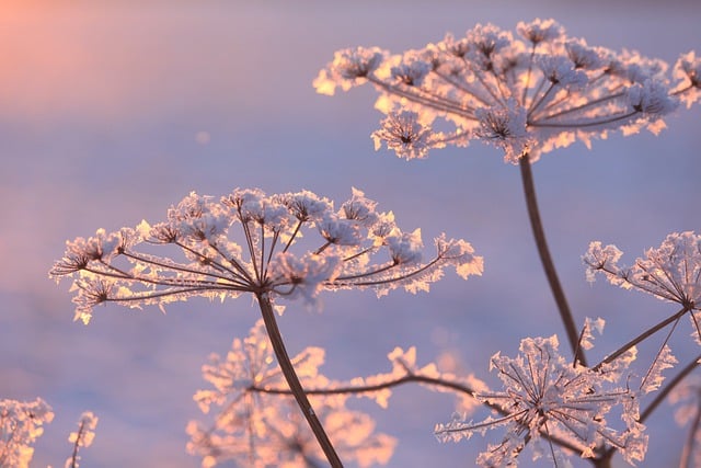 暖かい太陽を待つ霜で冷たくなった花