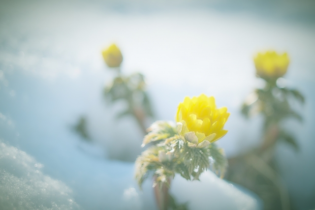 雪の中から春の訪れ