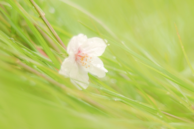 たったひとつでも美しい桜の花