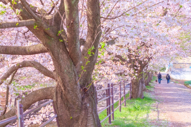 毎年散歩道の桜並木と老夫婦