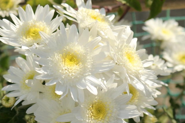 心にも鮮やかな陽光を浴びた白い菊