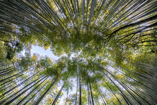 長い歴史の竹林の中から見える空
