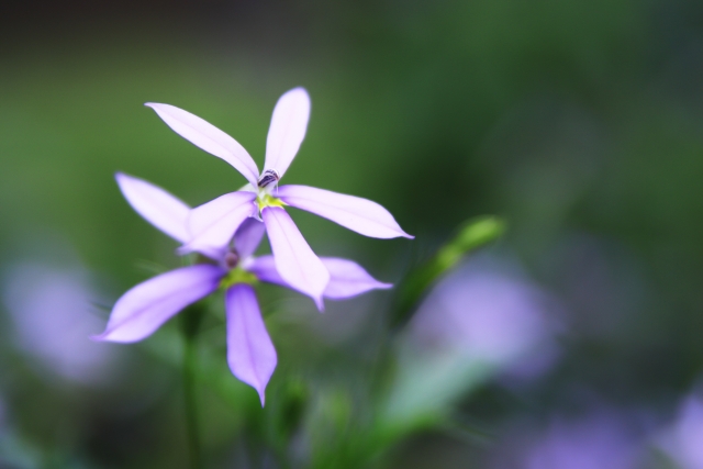 儚く咲くイトソマの花２輪