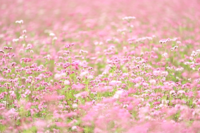 たくさんのピンク色の花畑