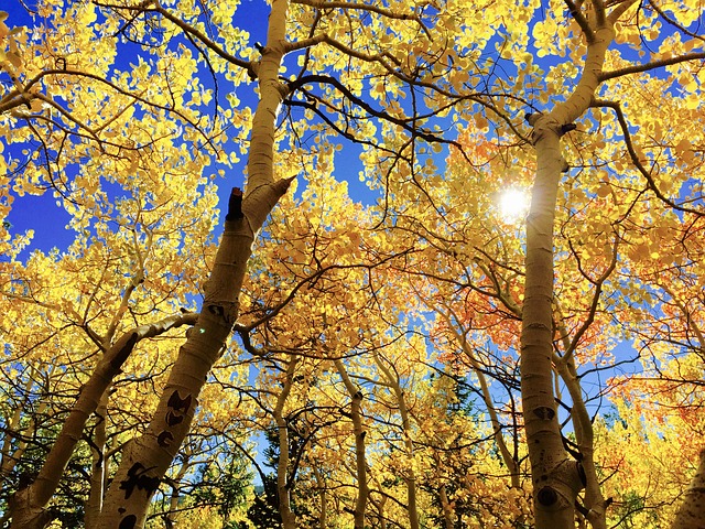 晴れやかな秋の空と木々