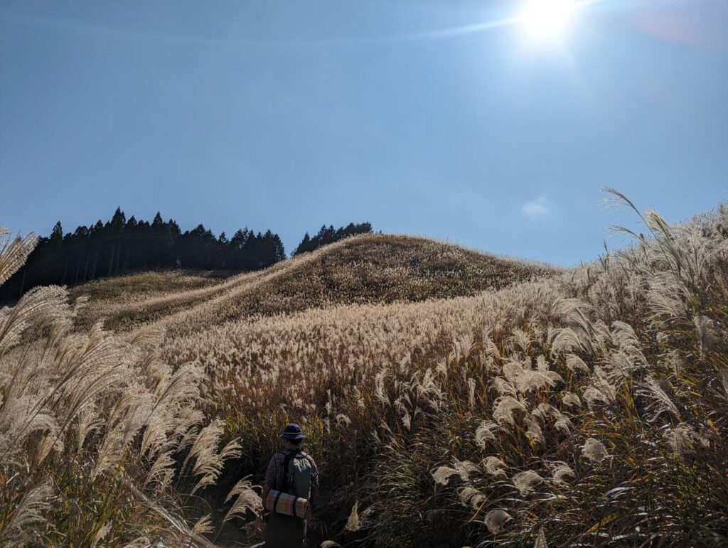 気もちの良い秋晴れのススキ、砥峰高原