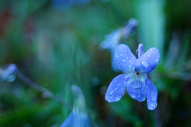 雨に濡れる優しい色のすみれの花