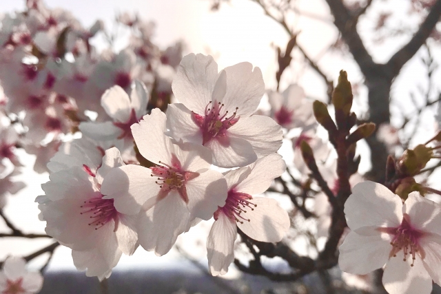 花曇りの優しい色の桜