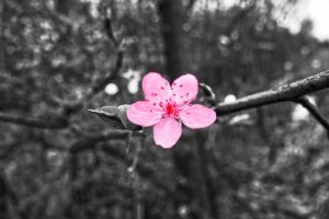 本当の色がわかるモノクロの中の桜