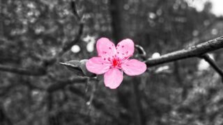 本当の色がわかるモノクロの中の桜