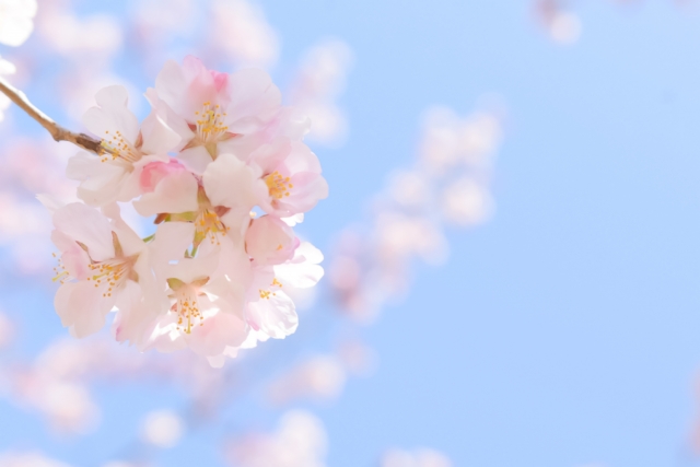 ふんわり淡い優しい色の桜と空の青